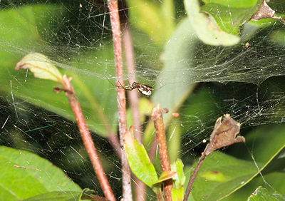 Ecology and Evolution of Cognition in Spiders