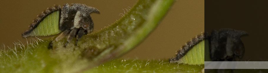 Campylenchia nymph (Hemiptera: Membracidae)