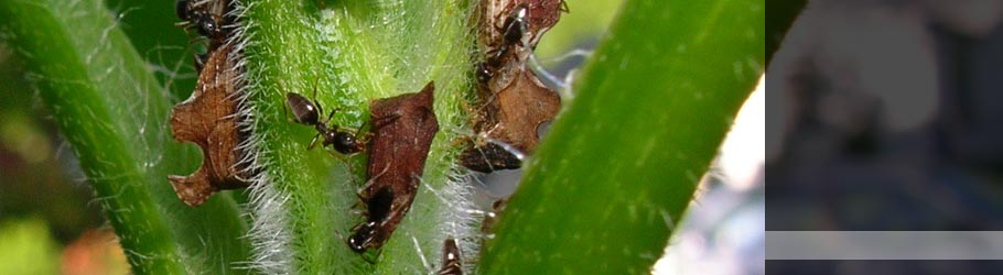 Entylia adults (Hemiptera: Membracidae)