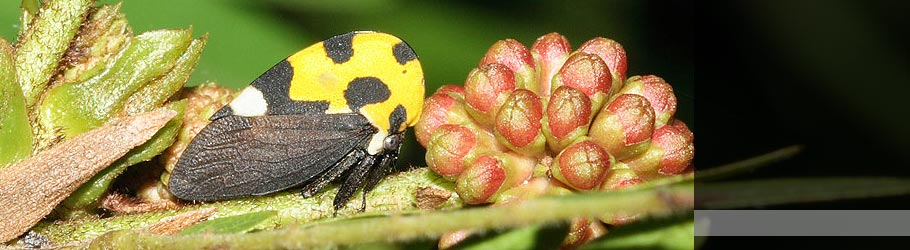 Membracis mexicana (Hemiptera: Membracidae)